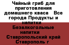 Чайный гриб для приготовления домашнего кваса - Все города Продукты и напитки » Безалкогольные напитки   . Ставропольский край,Ставрополь г.